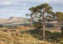 Scots pine, pictured in Northumberland, faces a new threat