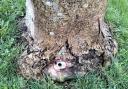 A hole drilled in the damaged tree