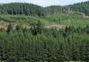 Tilhill is on the hunt for a forest manager to oversee its operations in South Scotland.