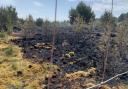 The blaze in Tentsmuir raged for three days