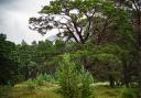 Native to the Caledonian pine forests, Pinus sylvestris is used extensively in timber