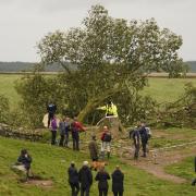 The Sycamore Gap tree's felling drew widespread grief from around the world