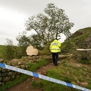 Police continue to investigate the mysterious felling of the tree