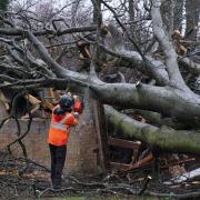 Workers clear a felled tree on a Scottish estate in the wake of Storm Isha