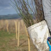 Roughly 24,000 mixed native trees and shrubs were planted across nine sites in 2023