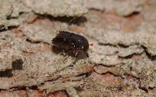 Ips typographus is among the pests already identified in Britain