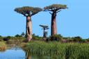 Baobab Trees, thousands of years old, south of the Sahara.