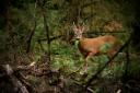 England’s Roe deer population poses a significant threat to young woodland.