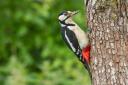Great spotted woodpecker (Dendrocopos major).