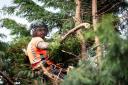 The awards recognise the UK's leading arborists