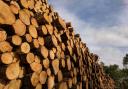 'Wood is indispensable': Our forester looks at changing attitudes to timber