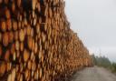 Falling planting rates could soon have a knock on effect on timber supply