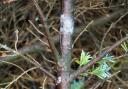 New tree disease spreads to other parts of England