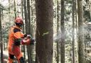 Chainsaw operatives are being sought by Scottish Woodlands