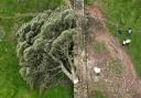 News of the tree's felling was shared around the world