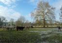 Leafless trees, frozen fields and cold cattle.