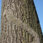 Public urged to report sightings of tree pest oak processionary moth
