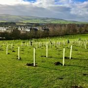 Public urged to 'plant for planet' in new campaign