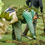 FLS to plant 'the equivalent of 5 trees for every person in Scotland'