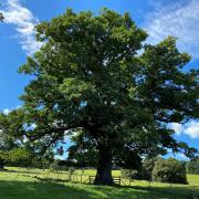 Project to safeguard iconic oaks launched