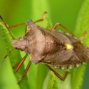 Brown marmorated stink bug is closely related to, and not unlike, a number of British native shield bugs such as the forest shield bug shown here (picture: Dr Roderick Robinson).
