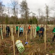 Forestry Commission and Ground Control tackle ash dieback