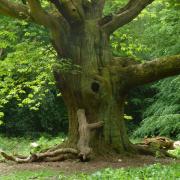 Greater protection for sweet chestnut trees in England