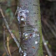 Tree disease Phytophthora pluvialis found in Cornwall