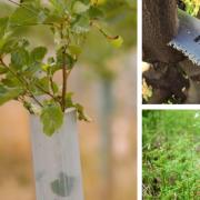 FJ looks at a range of products to protect your trees