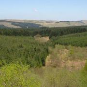 The senior manager would oversee around 5,000 ha of conifer woodland