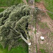 News of the tree's felling was shared around the world