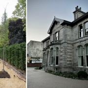 Three-metre-high Hornbeam trees now take pride of place outside the villa.
