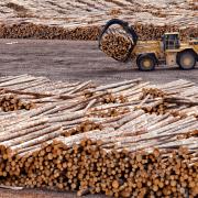 Forestry is experiencing a global downturn