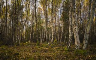 The use of birch trees as firewood has grown in popularity in recent years