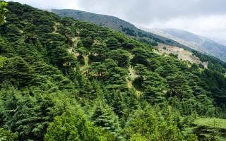 A cedar forest in Lebanon.