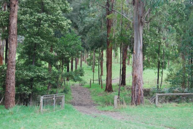 Forestry Journal: After – The same creek in 2013, 25 years later. Rowan planted a mix of native timbers, including eucalypts and acacia, and has managed them for high-quality timber by pruning and thinning. The large tree in the foreground was 85 cm in diameter.