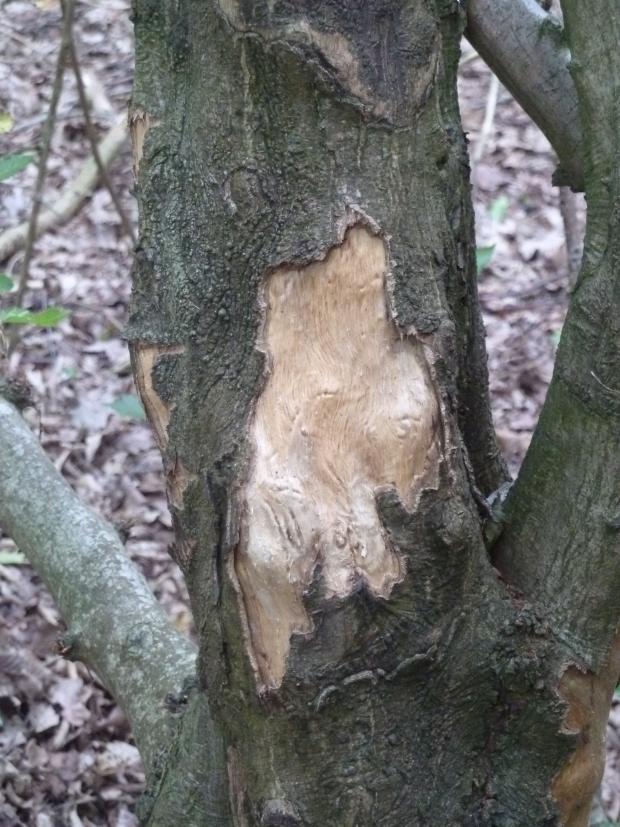 Forestry Journal: Old grey squirrel damage to hornbeam, but this tree will survive.