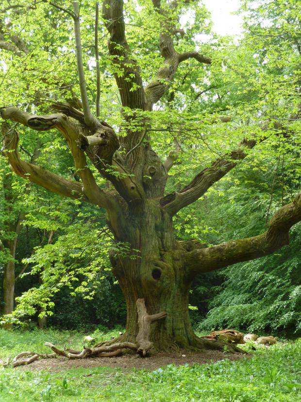 Forestry Journal: After English yew and English oak, sweet chestnut provides some of our oldest trees – this specimen in Hertfordshire is nearing 400 years of age.
