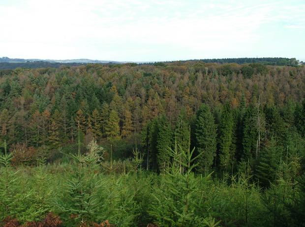 Forestry Journal: hades of a past pandemic caused by Phytophthora ramorum? Will we see this again? Japanese larch is seen here changing to the wrong shade at the wrong time due to a foliar blight caused by P. ramorum. Will western hemlock and Douglas fir be in the firing line this time round from Phytophthora pluvialis?