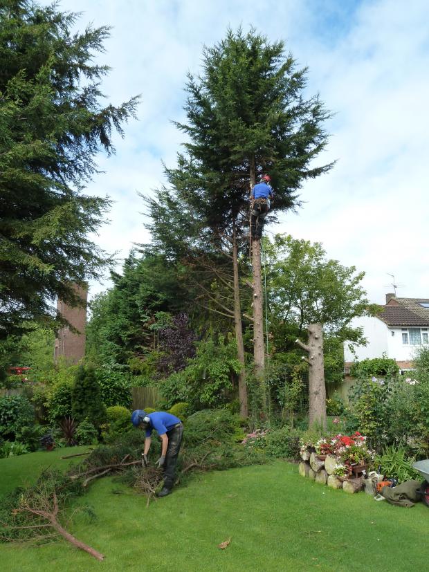 Forestry Journal:  These Leyland cypress trees came down one by one, but only after the ‘close season’ ended, this one on a fine mid-October day. Work was carried out by climbing arborist Patrick Osborne, owner of Height & Light of Hertford in Hertfordshire.