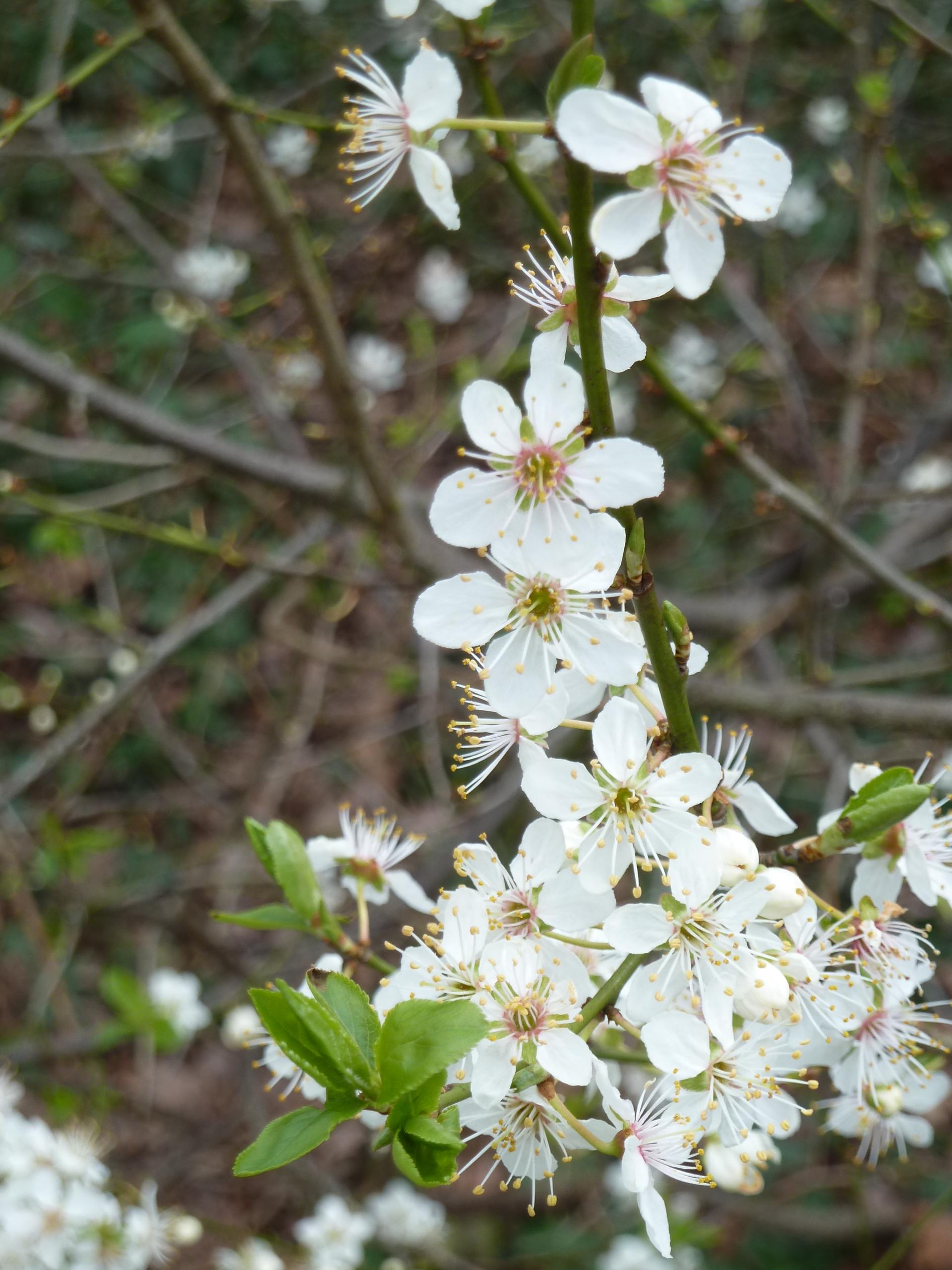 White-flowering trees that signpost spring - Act 1: Early Spring