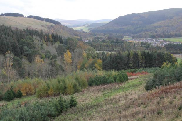 The Forest Research plot above the village of Cardrona is one of five such replicates established in Great Britain. The growth characteristics of alternative timber-producing species of various provenances are being put under the spotlight.