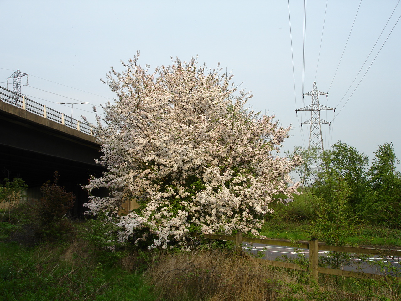 White flowering trees that signpost spring Act 2: Late Spring