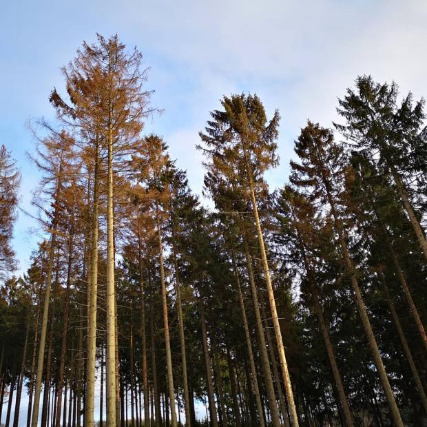Forestry Journal: Scenes like this are now common across Germany's forests.