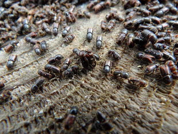 Forestry Journal: The European spruce bark beetle (Ips typographus) is a common and potentially devastating pest which tunnels under bark, cutting off the supply of food and water the tree needs to survive.