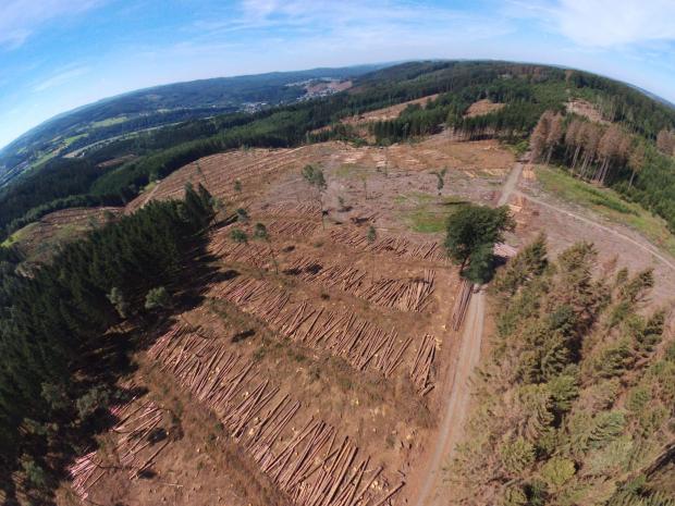 Forestry Journal: Damaged logs need to be harvested as soon as possible, which has had a serious knock-on effect on production.