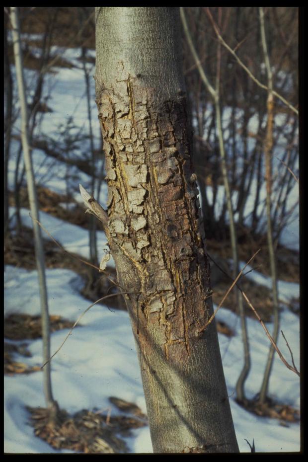 Forestry Journal: Cryphonectria parasitica is the cause of chestnut blight and regarded as the world’s worst disease of the Castanea genus (picture courtesy of D. Rigling, Swiss Federal Institute of Forest, Snow and Landscape Research).