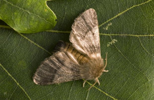 Forestry Journal: Adult oak processionary moth larvae, which strip oak trees and cause very unpleasant symptoms for anyone who comes into contact with their stinging hairs.
