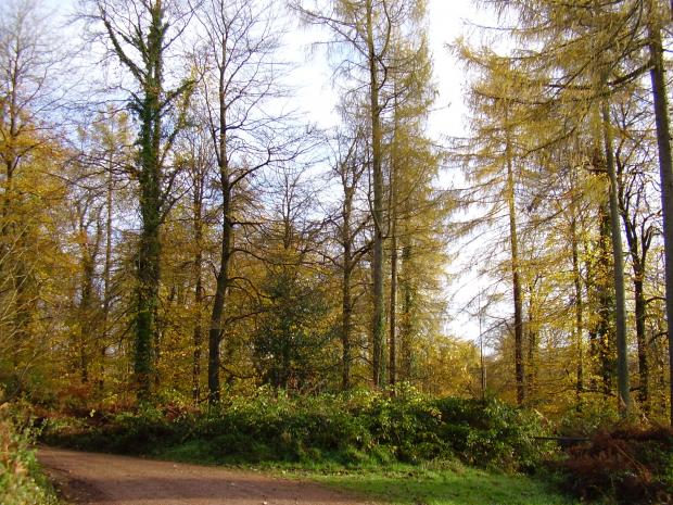 Forestry Journal: Japanese larch planted in deciduous broadleaf woodland – foresters loved it, conservationists hated it but it extends good foliar colour into late autumn and early winter within otherwise drab and skeletonised woodland (picture courtesy Woodgate Sawmills).