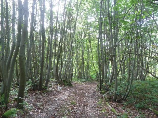 Forestry Journal: Sweet chestnut coppice in Kent, East Sussex and Surrey has so far been spared infection by P. ramorum.